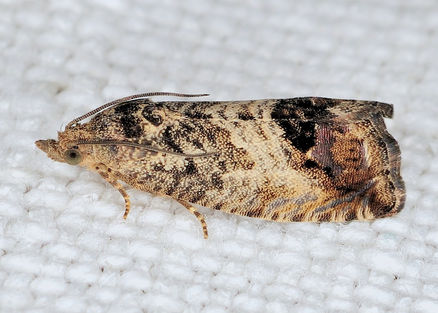 Cydia splendana - Tortricidae